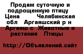 Продам суточную и подрощенную птицу › Цена ­ 45 - Челябинская обл., Аргаяшский р-н, Аргаяш с. Животные и растения » Птицы   